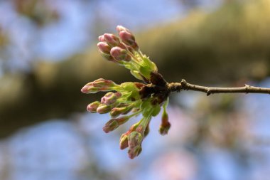 Amsterdam 'daki Erik Ağacı' nı Kapat Hollanda 8-3-2024