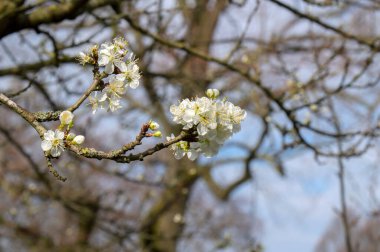Prunus Domestica Opal 'i Amsterdam' da Kapat Hollanda 19-3-2024