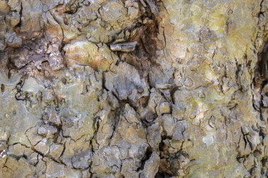 Platanus Hispanica Havlamasını Kapat Amsterdam 'da Hollanda 27-5-2023
