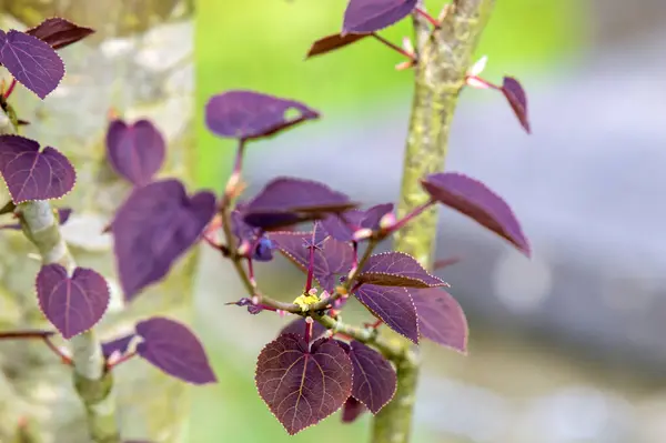 stock image Close Up Leaves From A Cercidiphyllum Japonicum Rotfuchs Tree At Amsterdam The Netherlands 4-4-2024