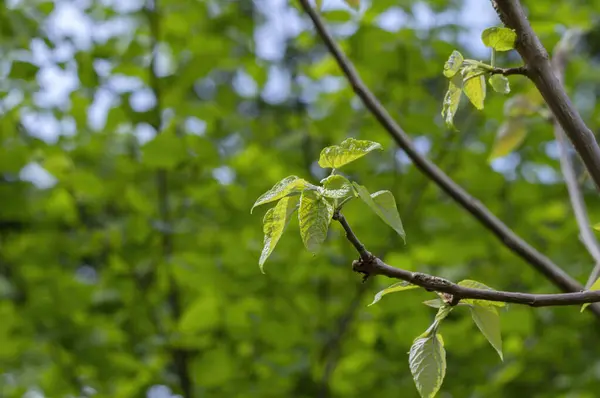 stock image Close Up Leaves Of A Populus Lasiocarpa At Amsterdam The Netherands 6-5-2024