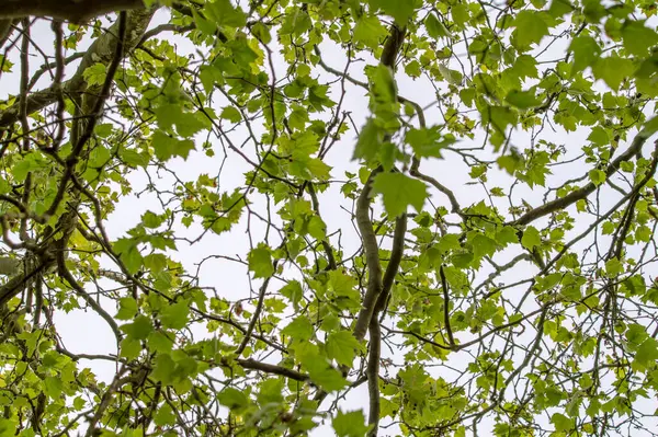 Stock image Close Up Leaves Of A Platanus Hispanica At Amsterdam The Netherlands 6-4-2024