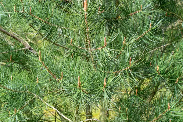 stock image Close Up Pinus Bungeana Tree At Amsterdam The Netherlands 4-4-2024