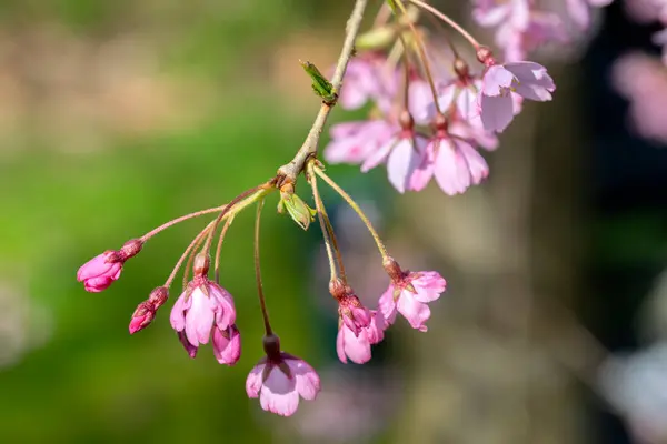 stock image Close Up Prunus Subhirtella Autumnalis Rosea At Amsterdam The Netherlands 14-3-2024