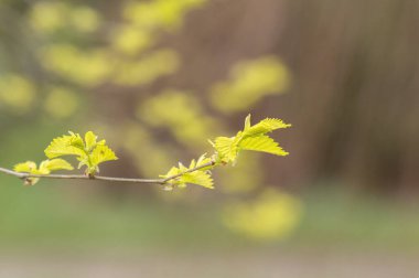 Hollanda 4-4-2024 Amsterdam 'daki Ulmus Parvifolia Ağacının Genç Dallarını Kapat