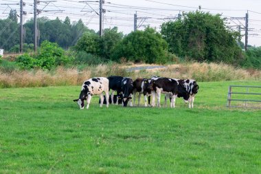 Abcoude 'deki İnekler Grubu Hollanda 26-6-2023