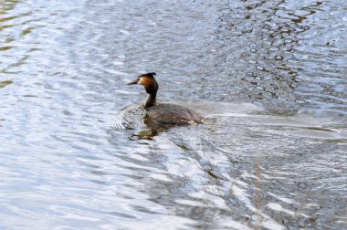 Great Crested Grebe Bird At Abcoude The Netherlands 8-4-2024 clipart