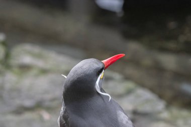 Amsterdam 'daki İnka Tern Kuşu Hollanda 30-3-2022