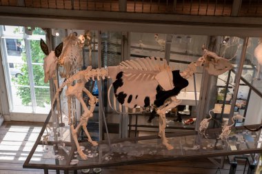 Amsterdam 'daki Groote Müzesi' nin İçişleri 21-6-2022