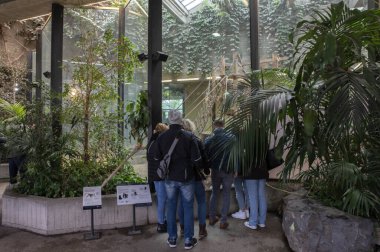 Amsterdam 'daki Artis Hayvanat Bahçesi' ndeki Goril Evi 'ndeki İnsanlar 24-3-2023
