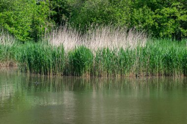 Frankendaelpark Parkı 'ndaki gölet Amsterdam Hollanda 20-5-2023