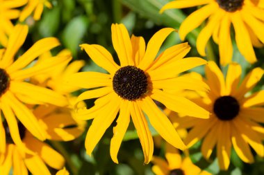 Rudbeckia Hirta Çiçeği Amsterdam 'da Hollanda 10-8-2022