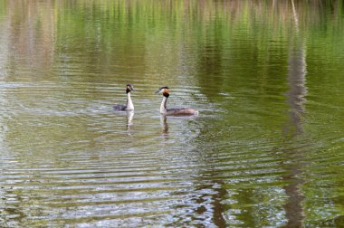 Abcoude 'de İki Büyük İbikli Yunus Kuşu Hollanda 8-4-2024