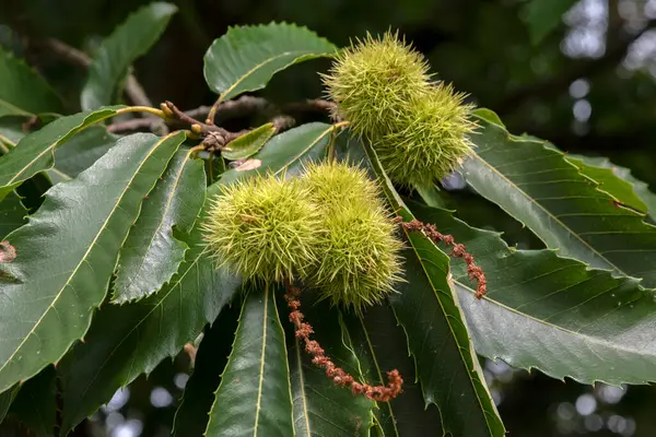 stock image Close Up Young Chestnuts At Amsterdam The Netherlands 20-8-2024