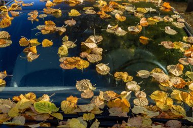 Sonbaharın Altında Mercedes-Benz Sedan Car Amsterdam 'da 24-10-2024