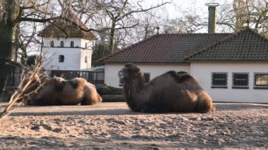 Amsterdam 'daki Artis Hayvanat Bahçesinde Bactrian Camel 30-12-2019
