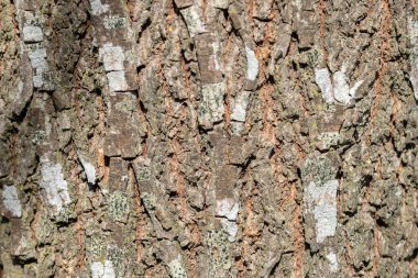 Carya Cordiforis Ağacının Kabuğuna Yaklaş