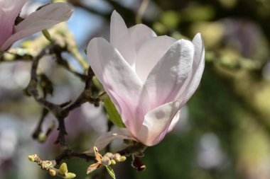 Pembe ve Beyaz Manolya Ruh Çiçekleri