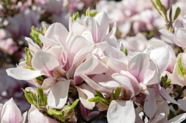 Pembe ve Beyaz Manolya Ruh Çiçekleri