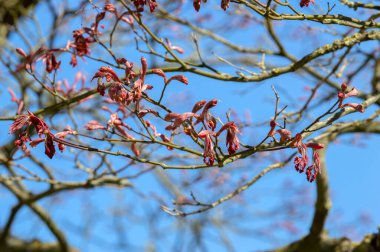 Hollanda 8-4-2024 Amsterdam 'daki Acer Palmatum Ağacı' nın Kapalı Dalı