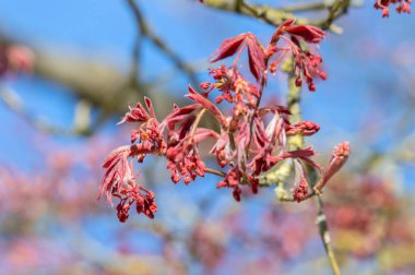 Hollanda 8-4-2024 Amsterdam 'daki Acer Palmatum Ağacı' nın Kapalı Dalı