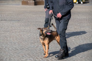 Hollanda Polis Köpeği Amsterdam 'da 15-4-2025