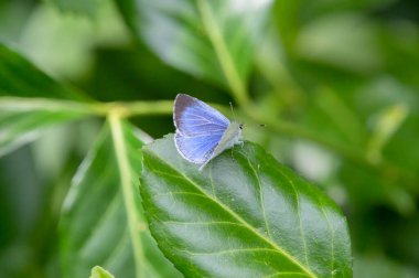 Bir Celastrina Argiolus Kelebeğine Yakın