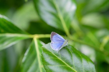Bir Celastrina Argiolus Kelebeğine Yakın