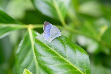 Bir Celastrina Argiolus Kelebeğine Yakın