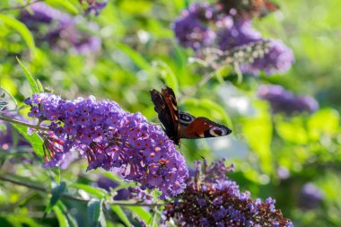 Avrupa Tavus Kelebeğini Kapat