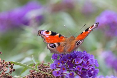 Avrupa Tavus Kelebeğini Kapat