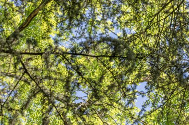 Bir Cedrus Libani Glauca Ağacının Yakın Kolları