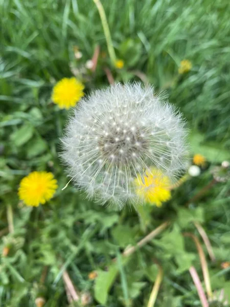 Karahindiba karahindiba yakın çekim