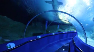 Perth, Batı Avustralya / Avustralya - 23 / 01 / 2013: Batı Avustralya 'nın AQWA Akvaryumu, 91 Southside Dr, Hillarys WA 6025, Perth Australia.