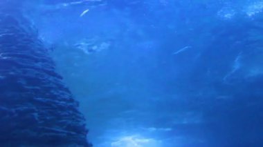 Perth, Batı Avustralya / Avustralya - 23 / 01 / 2013: Batı Avustralya 'nın AQWA Akvaryumu, 91 Southside Dr, Hillarys WA 6025, Perth Australia.