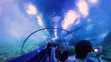 Perth, Batı Avustralya / Avustralya - 23 / 01 / 2013: Batı Avustralya 'nın AQWA Akvaryumu, 91 Southside Dr, Hillarys WA 6025, Perth Australia.