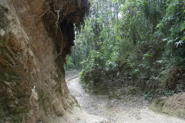 Picacho de Galipan 'daki dağlık orman yolları El Avila Waraira Repano Caracas Venezuela.