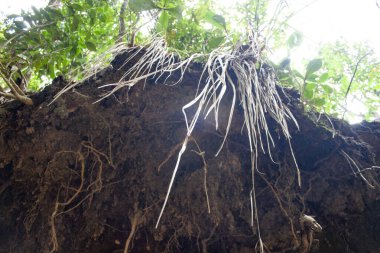 Picacho de Galipan El Avila Waraira Repano Caracas Venezuela 'daki dağlık bir orman bölgesinde ağaç kökleri açığa çıkmış..