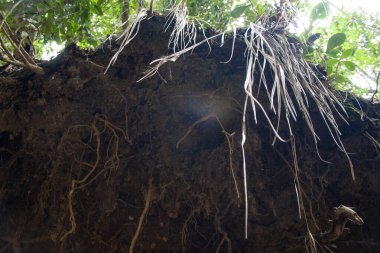 Picacho de Galipan El Avila Waraira Repano Caracas Venezuela 'daki dağlık bir orman bölgesinde ağaç kökleri açığa çıkmış..