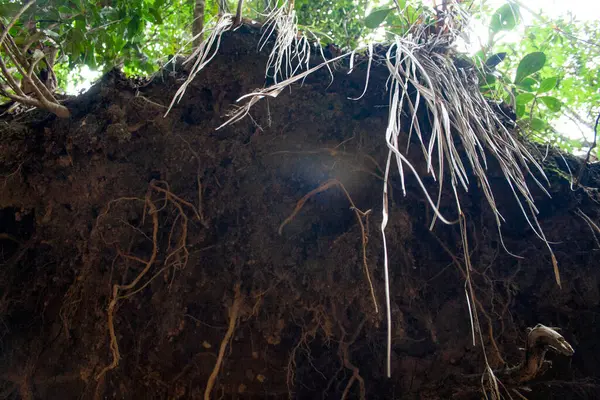 Picacho de Galipan El Avila Waraira Repano Caracas Venezuela 'daki dağlık bir orman bölgesinde ağaç kökleri açığa çıkmış..