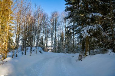 İsviçre 'nin Zug tepesindeki Zugerberg tepesindeki küçük ormanda karlı yürüyüş patikaları.