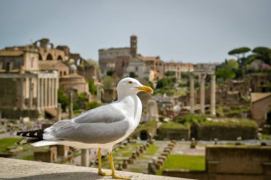 Roma, İtalya - 14 Nisan 2022: Roma Forum ve Colosseo önünde poz veren güvercin 2022 ilkbaharında güneşli bir günde İtalya 'nın başkenti Roma' da