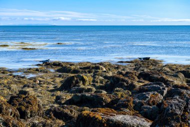 Kuzey İzlanda 'daki Ytri Tunga plajında foklar