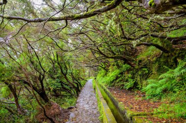 Levada das 25 Fontes Madeira adasındaki sulama kanalının yanında yürüyor.