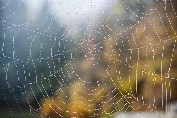 Spiderweb Met Dauwdruppels Klinger Stiavnica Mountains Slowakije Seizoensgebonden Natuur — Stockfoto