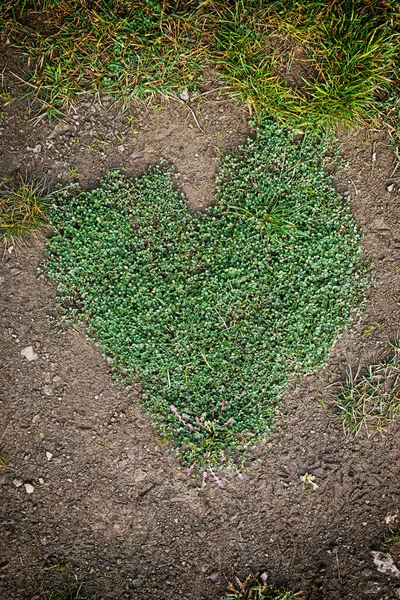 Yonca Bitkisinin Kalbi Aşıkların Sembolü — Stok fotoğraf