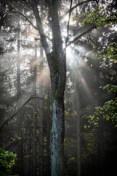 Stiavnica Dağları Ormanı Slovakya Cumhuriyeti Mevsimsel Doğal Sahne Yürüyüş Teması — Stok fotoğraf