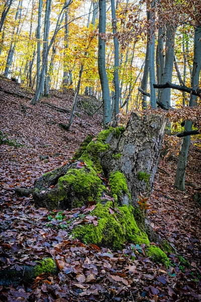 Strazov Dağları Slovakya Cumhuriyeti Mevsimsel Doğal Sahne Seyahat Hedefi — Stok fotoğraf