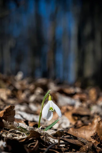 White Snowdrop Forest Little Carpathians Slovak Republic Springtime Scene — Stock Photo, Image