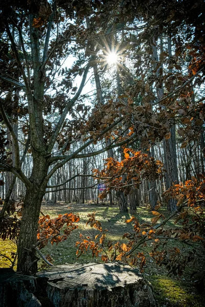 Stromy Slunečními Paprsky Parku Budmerice Slovenská Republika Turistický Motiv Sezónní — Stock fotografie